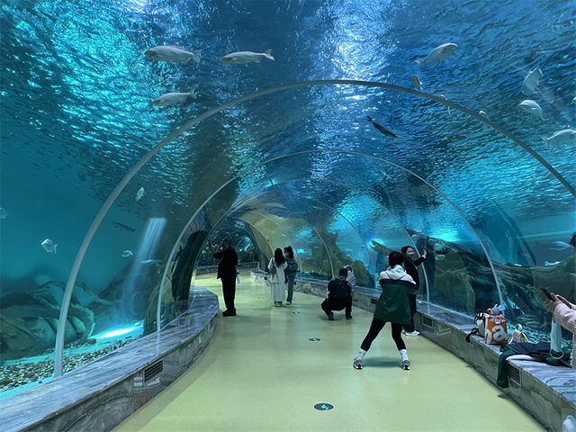 Restaurante Oceanário como se livrar das algas no aquário Leyu personalização profissional - Leyu