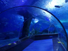 Aquário de túnel acrílico Oceanarium para restaurante subaquático ou parque oceânico - LEYU