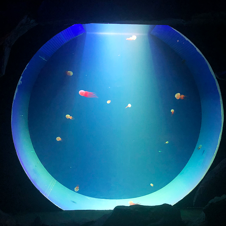 Aquário de medusas Posso ter medusas no meu aquário - Leyu