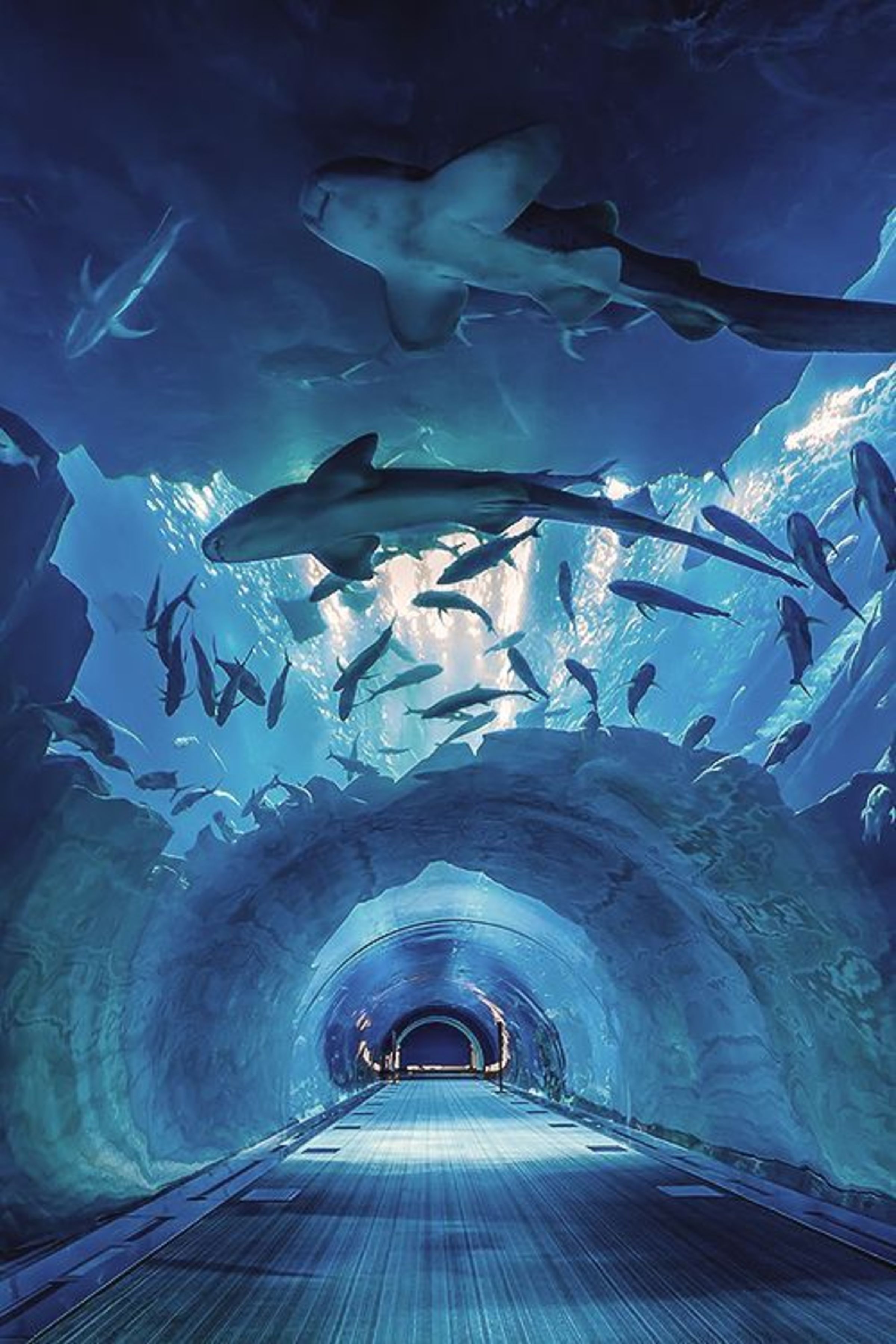 Características e processo de construção do túnel submarino de acrílico - acrílico leyu