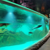 Fábrica de produtos de folha acrílica personalizada para aquário Oceanarium-Leyu 