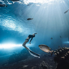 Grande túnel de vidro acrílico curvado ultra claro para aquário oceanário - Leyu fábrica de aquário acrílico